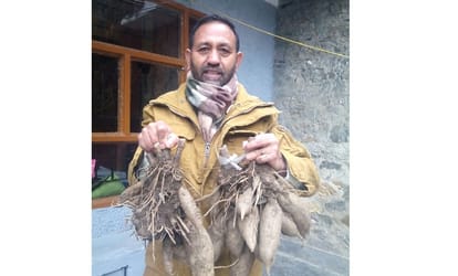 Himachali Farmer Grow Under Ground Apple.