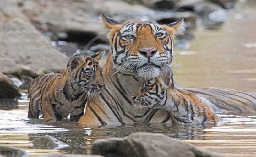 Mumbai doctor alerted Prime Minister Office PMO about lion cub sale offer in Gujrat