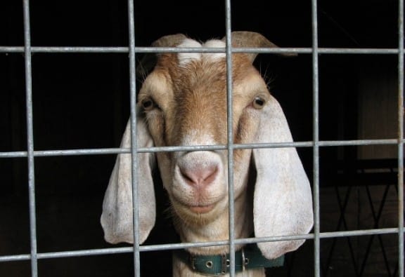 Stick to the goat, then death sentence