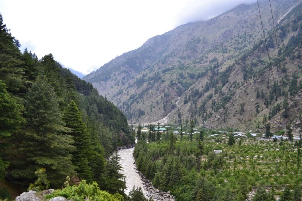 himalays Trees are changing their behave