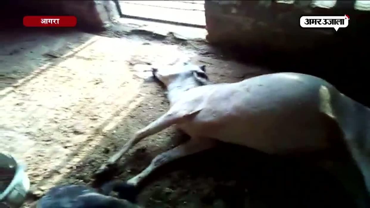 Thirsty extinguished animal by drinking mud water