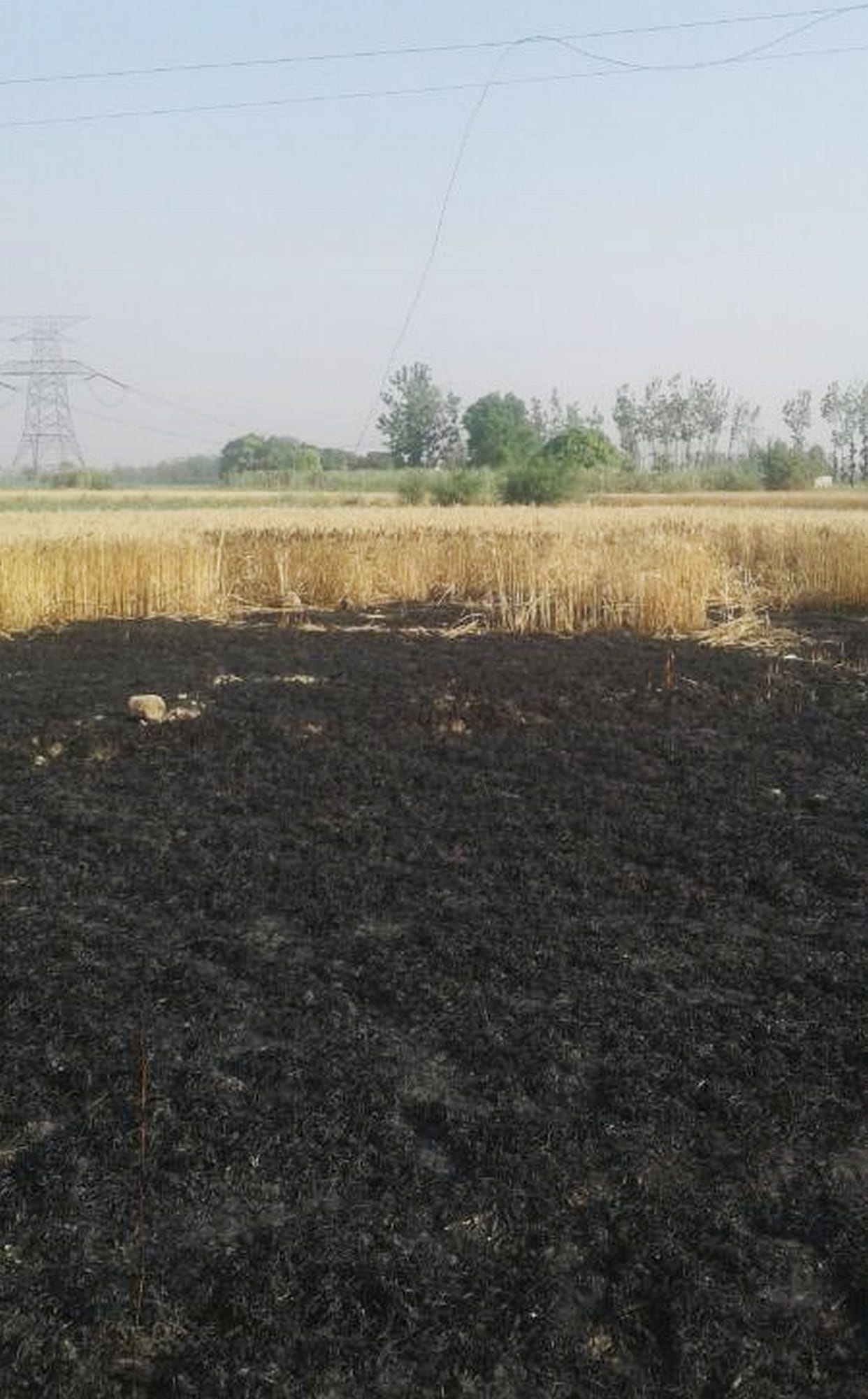 Half acre of wheat crop from ash.