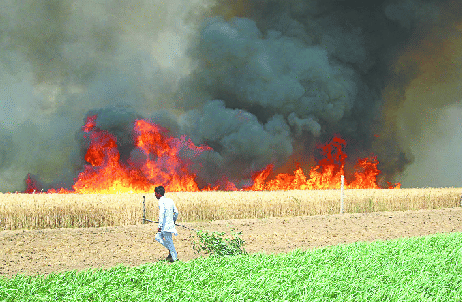 In Deshmulakana 200 acr wheat crop burn