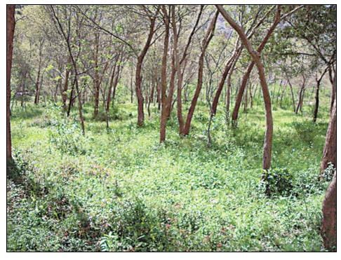 300 meters road cut without the consent of the villagers