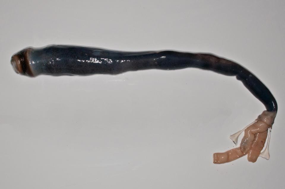 SCIENTISTS have finally glimpsed a huge, black five-foot-long worm