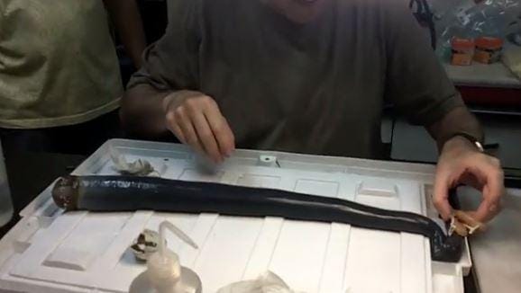 SCIENTISTS have finally glimpsed a huge, black five-foot-long worm
