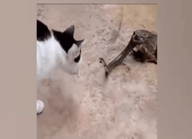 Snake try to save his life between frog and cat