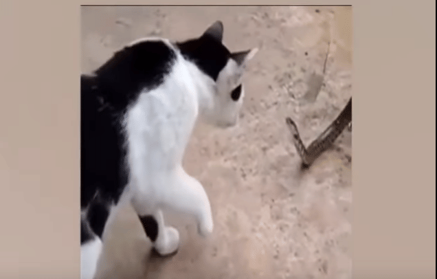 Snake try to save his life between frog and cat
