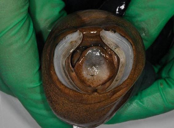 SCIENTISTS have finally glimpsed a huge, black five-foot-long worm