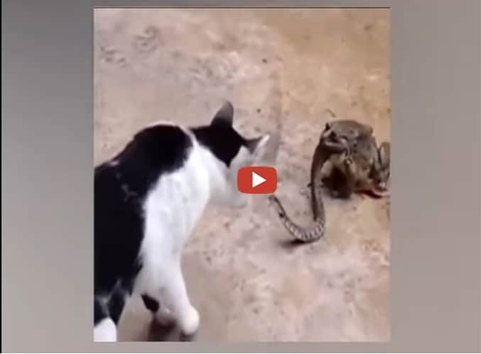 Snake try to save his life between frog and cat