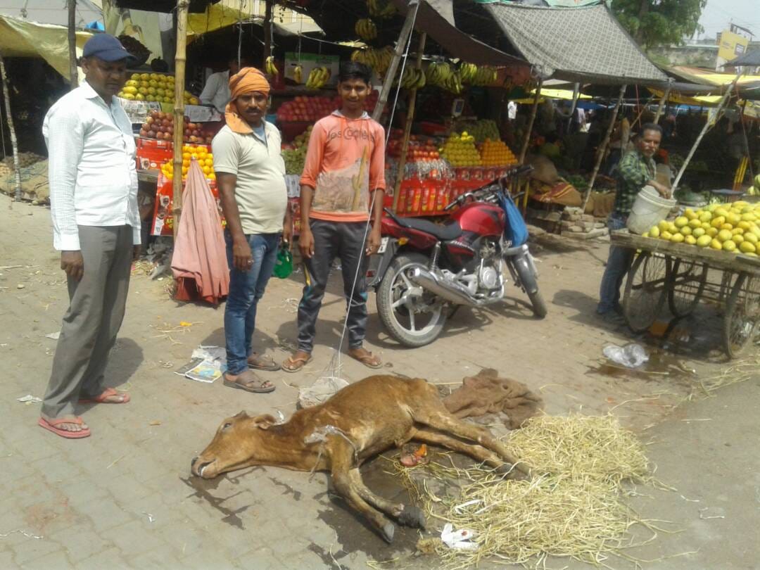 Save the bull came forward Muslim youth, obstruction of government machinery, death