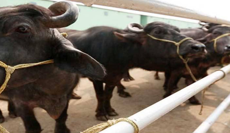 12 crores loss due to ban on slaughter house