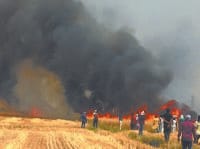 fire in wheat crop, 500 acre, wheat, burn, sirsa