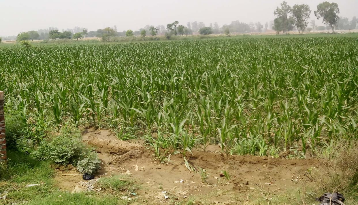 fall armyworm may damage maize crop alert for farmers