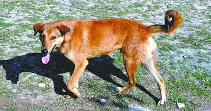 advocate mother faced dog bite in mohali