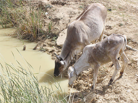 Bundelkhand records broken record, rises 47