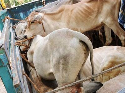 Police action on cow slaughter, more than 200 cows rescued