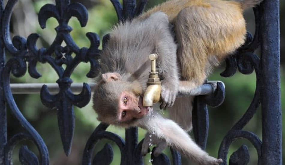 two died due to dehydration in up