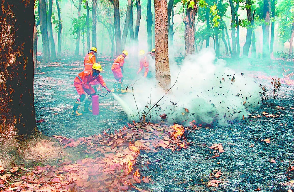 Fires in the jungle, burst in 13 minutes 