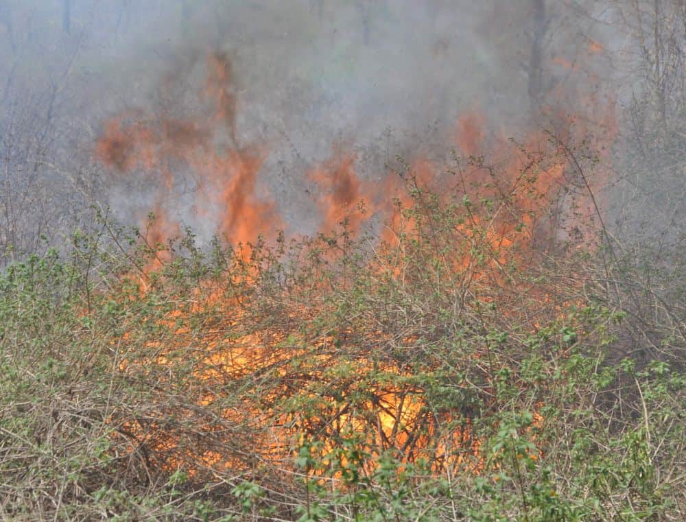 A fierce fire in the forests of Sauda Saroli