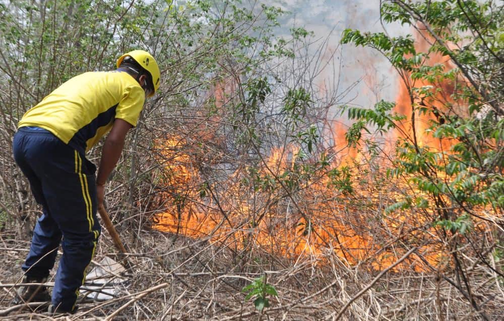 A fierce fire in the forests of Sauda Saroli