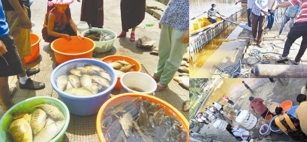 Hundreds of fish dying in Rewalsar lake Mandi Himachal Pradesh