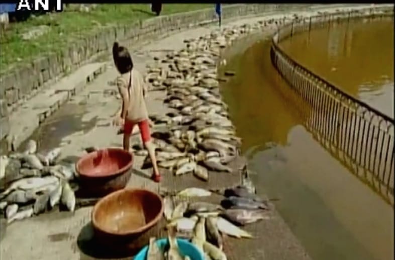 Thousands of fish found dead in Rewalsar lake in Mandi.