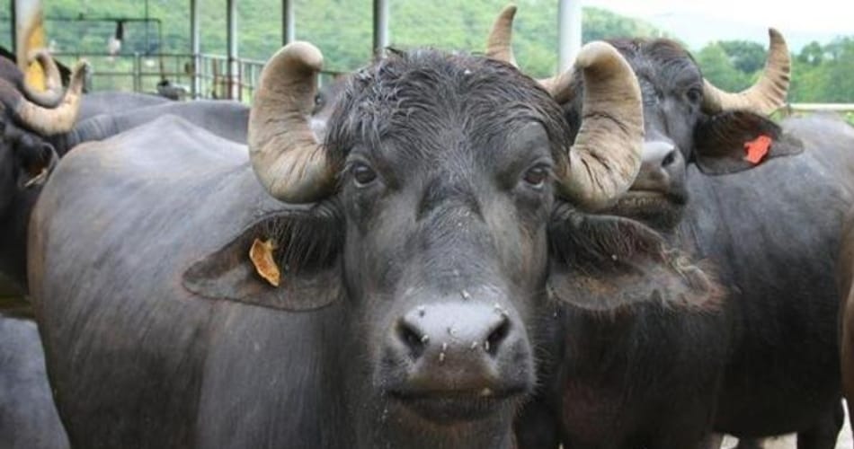 municipal team had gone to catch buffaloes in Yamuna had to run backwards