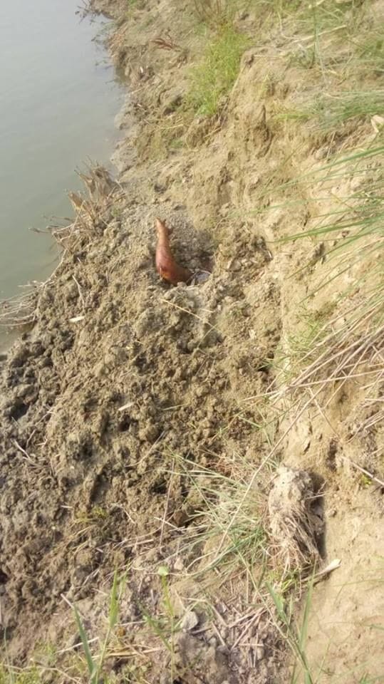 Corpse of the damsel lying in the river along the riverbed