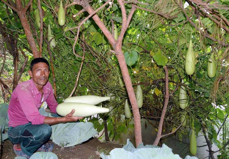 Progressive farmer