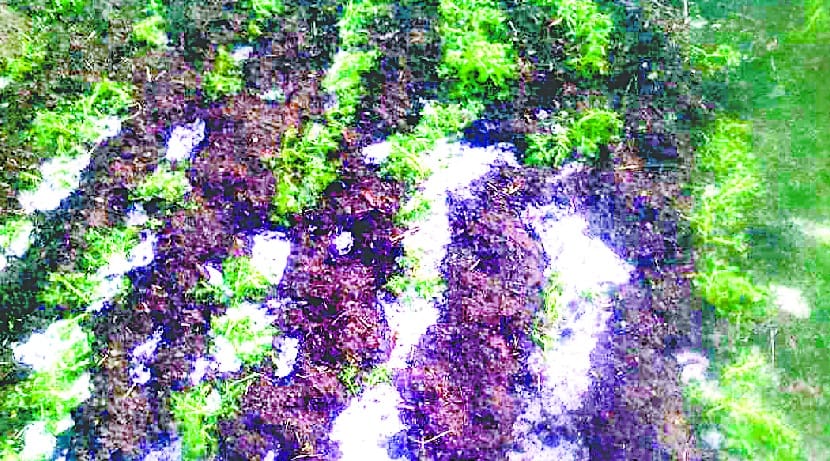 Due to the hailstorm, the crops in Dikhan