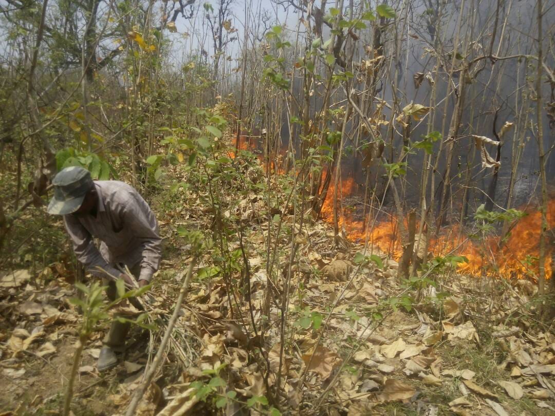 forest burnt in Diara