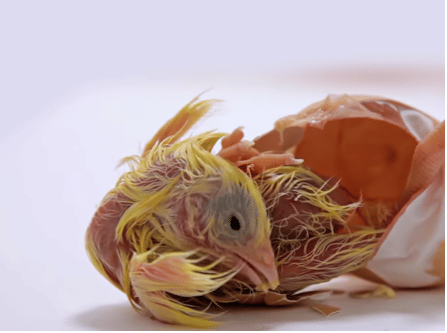 how chicken comes out from en egg watch out in 60 sec.