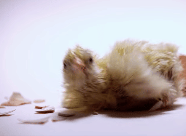 how chicken comes out from en egg watch out in 60 sec.