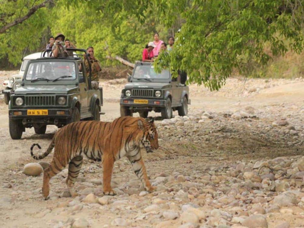 rajaji tiger reserve lonely tigress searching king