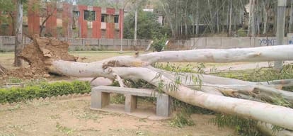 Storms lash Himachal, damage to crops
