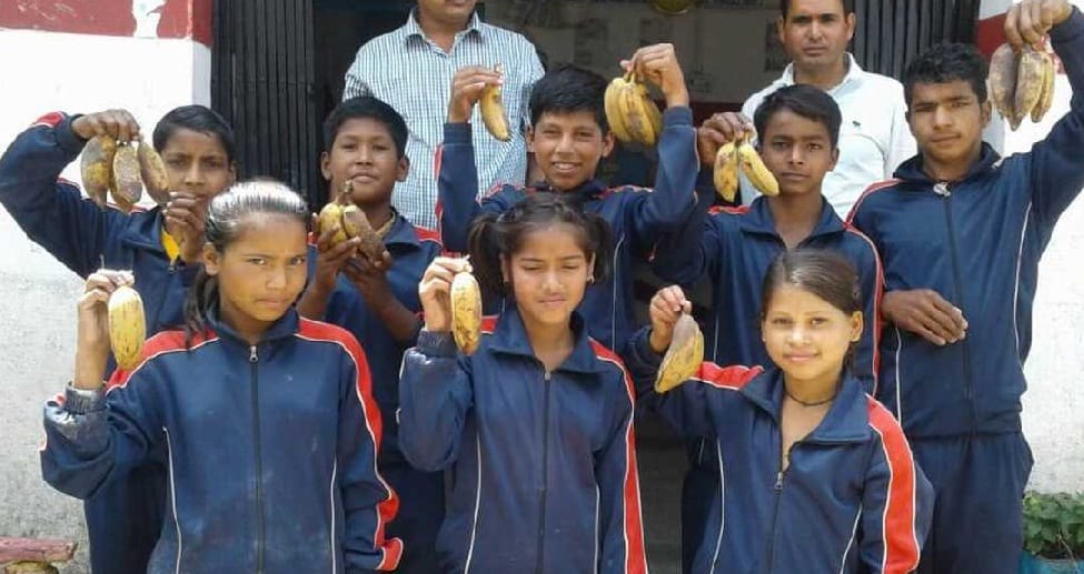 Raising of ripe bananas in the kitchen garden