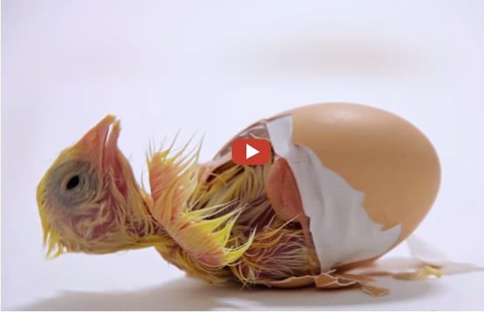 how chicken comes out from en egg watch out in 60 sec.
