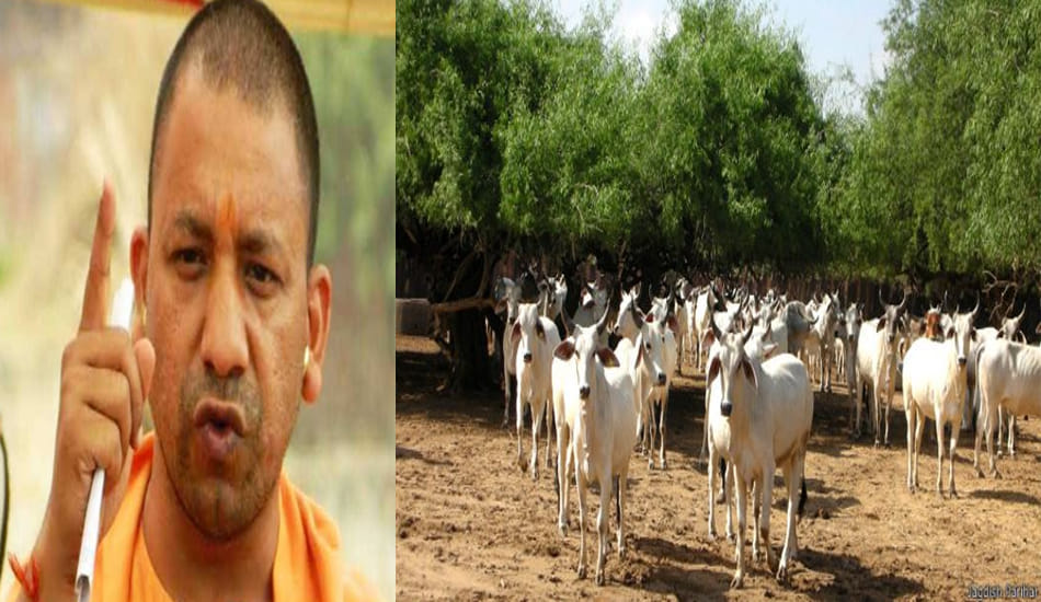 yogi goverment comment on cow shed 