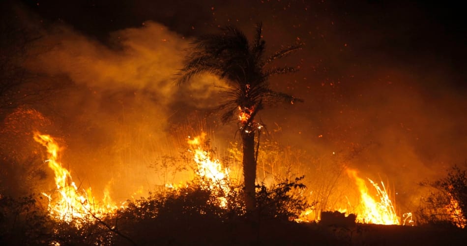 Major fire in Chandigarh sector 50 forest area