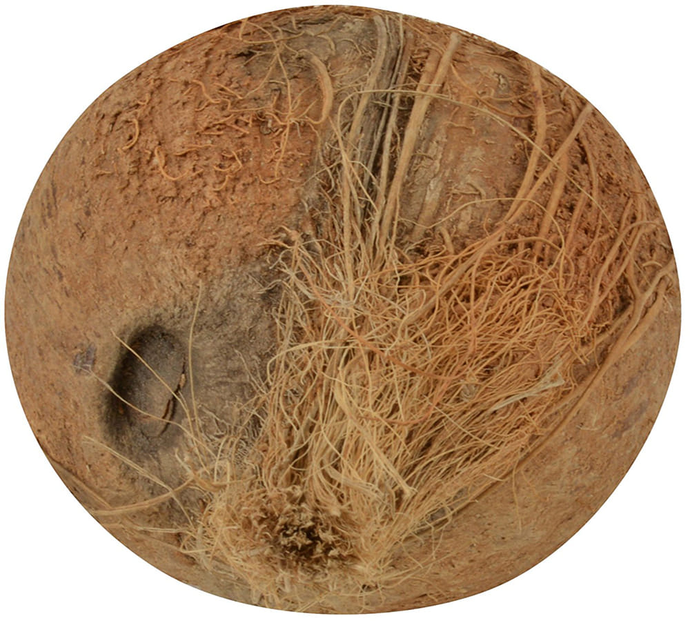 akshaya tritiya: ekakshi coconut worship