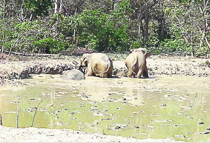 Gajraj doing euphoria in the water hole
