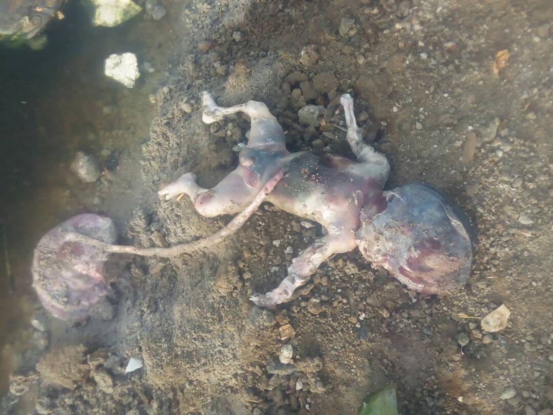 Around 6 months of embryo found in Kaladera on Sunday