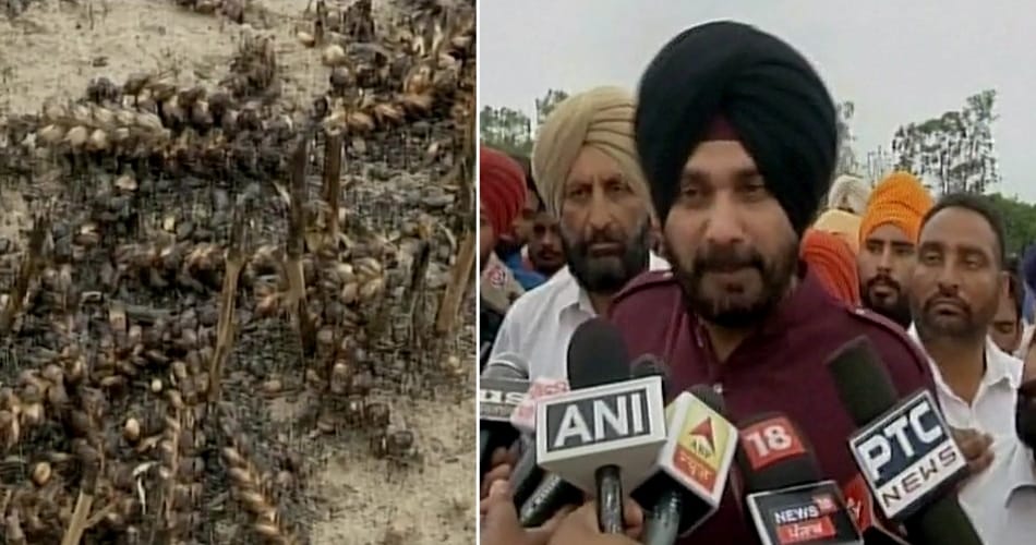 Navjot Sidhu announces compensation to farmers