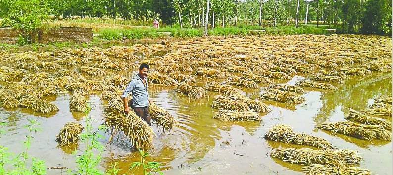 Rain of hail over farmers' expectations