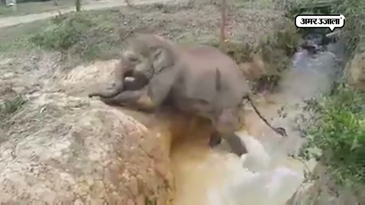 वायरल वीडियो