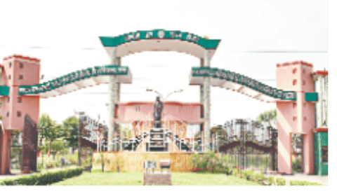 Harmon fit will produce sugarcane hit