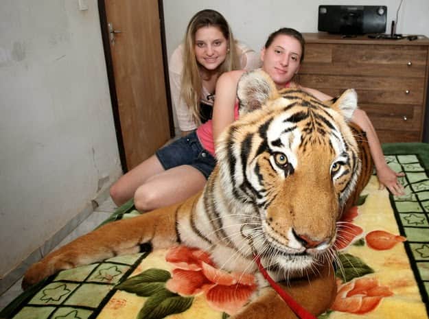Brazilian family having 7 tigers in their house