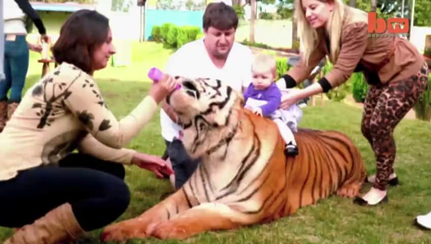 Brazilian family having 7 tigers in their house
