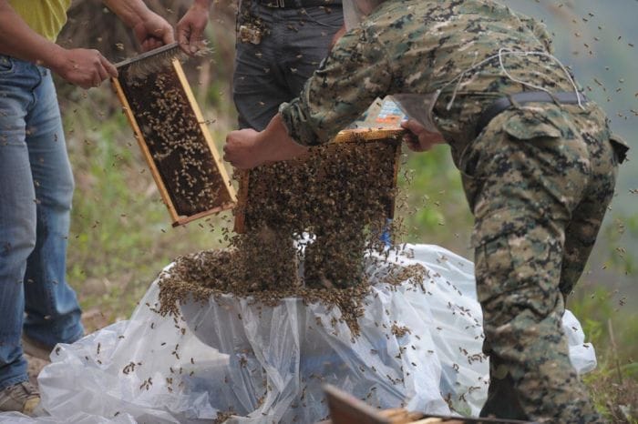 Beekeeper Covered His Entire Body With 460,000 Bees